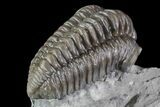 , D Flexicalymene Trilobite - Ohio #68598-3
